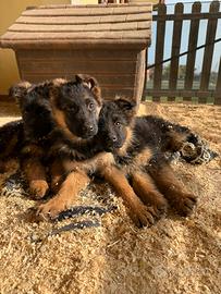 Cuccioli pastore tedesco