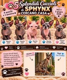 CINQUE MERAVIGLIOSI CUCCIOLI  DI  SPHYNX  🐱 