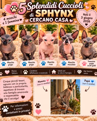 CINQUE MERAVIGLIOSI CUCCIOLI  DI  SPHYNX  🐱 