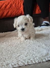 Mini maltese