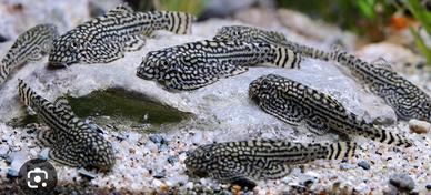 Sewellia lineolata