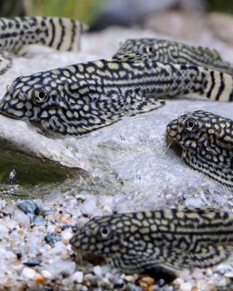 Sewellia lineolata