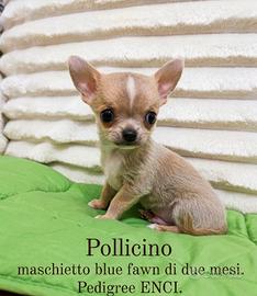 Pollicino piccolo Chihuahua con Pedigree Enci