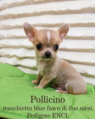 Pollicino piccolo Chihuahua con Pedigree Enci