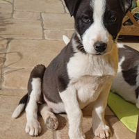 Cagnoline 3 mesi
