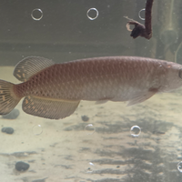 Arovana giardino, Arovana, pesci, acquario