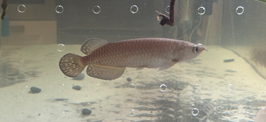 Arovana giardino, Arovana, pesci, acquario