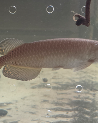 Arovana giardino, Arovana, pesci, acquario