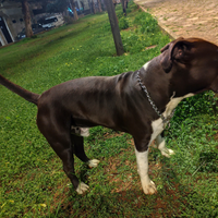 Splendido Amstaff pronto alla monta