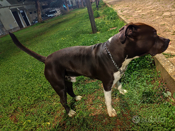 Splendido Amstaff pronto alla monta