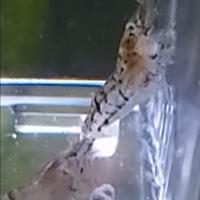 Neocaridine grigie e trasparenti