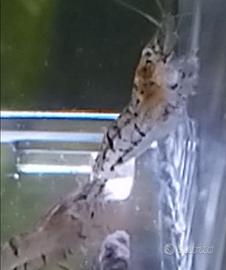 Neocaridine grigie e trasparenti