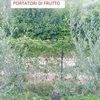 aLBERI diULIVO DA GIARDINO ORNAMENTALI CON FRUTTO