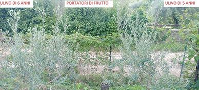 aLBERI diULIVO DA GIARDINO ORNAMENTALI CON FRUTTO