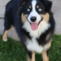 Pastore australiano/australian sheperd