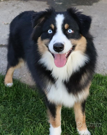 Pastore australiano/australian sheperd