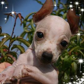 American Hailers Terrier ( cane nudo)