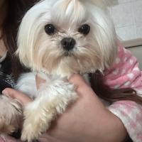 Maltese disponibile per accoppiamento