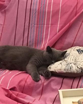 British shorthair