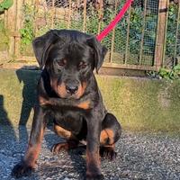 Cucciola femmina di ROTTWEILER
