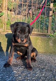 Cucciola femmina di ROTTWEILER