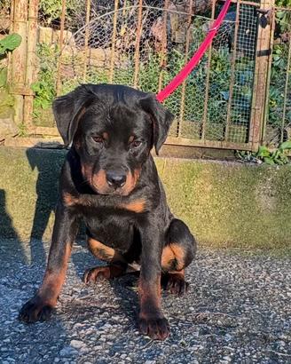 Cucciola femmina di ROTTWEILER