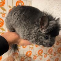 Cincillà Angora maschio