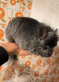 Cincillà Angora maschio