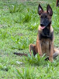 Cuccioli pastore belga Malinois