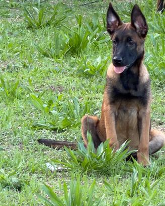 Cuccioli pastore belga Malinois