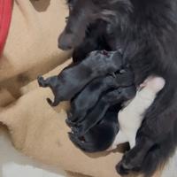 Cuccioli di volpino