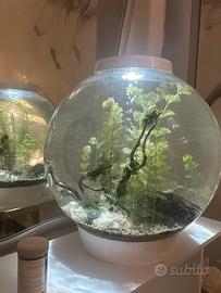 Disponibile ad accogliere pesci e acquari