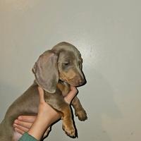 Cuccioli bassotti blu M e F