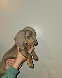 Cuccioli bassotti blu M e F