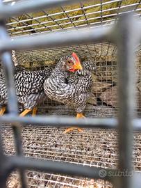 Gallo Amrock