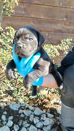 Cane corso cuccioli