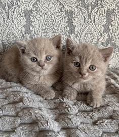 Gattini British shorthair