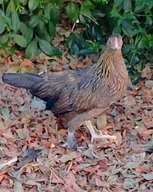 Galline nane