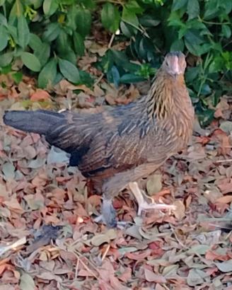 Galline nane