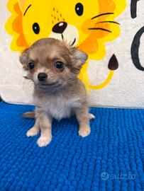 Chihuahua gioiellino