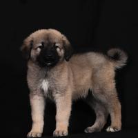 Cuccioli pastore del Caucaso