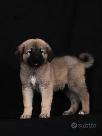 Cuccioli pastore del Caucaso