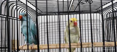 Pappagalli Parrocchetti Dal Collare