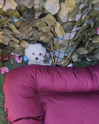 Maltese tipo coreano