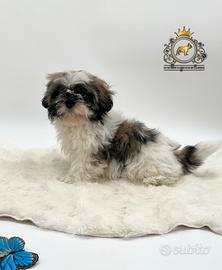 Magnifici cuccioli Shih Tzu