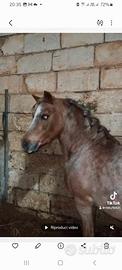 Pony welsh