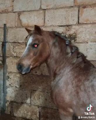 Pony welsh