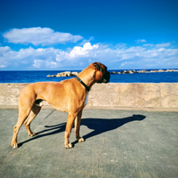 Boxer maschio disponibile per monta