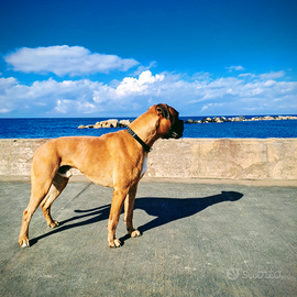 Boxer maschio disponibile per monta