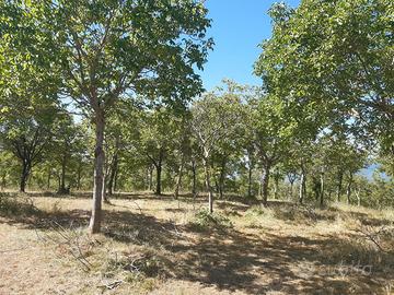 piante di noce in piedi ( legna e radici)